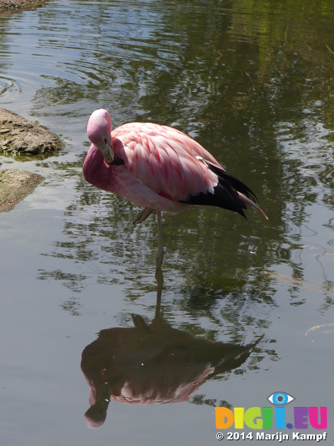 FZ005870 Flamingo